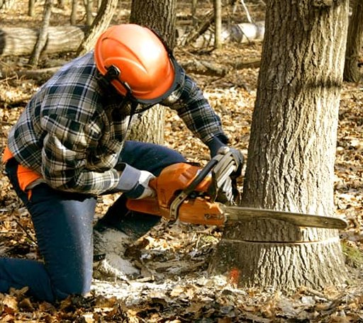 Tree Removal in Lake Winola, PA